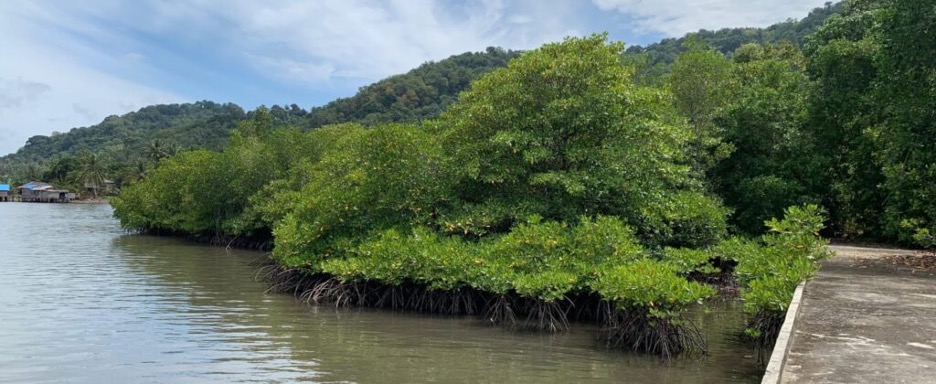 Menggali Peran Penting Ekosistem Mangrove dalam Kehidupan Pesisir